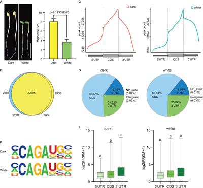 N6-methyladenosine mRNA methylation is important for the light response in soybean